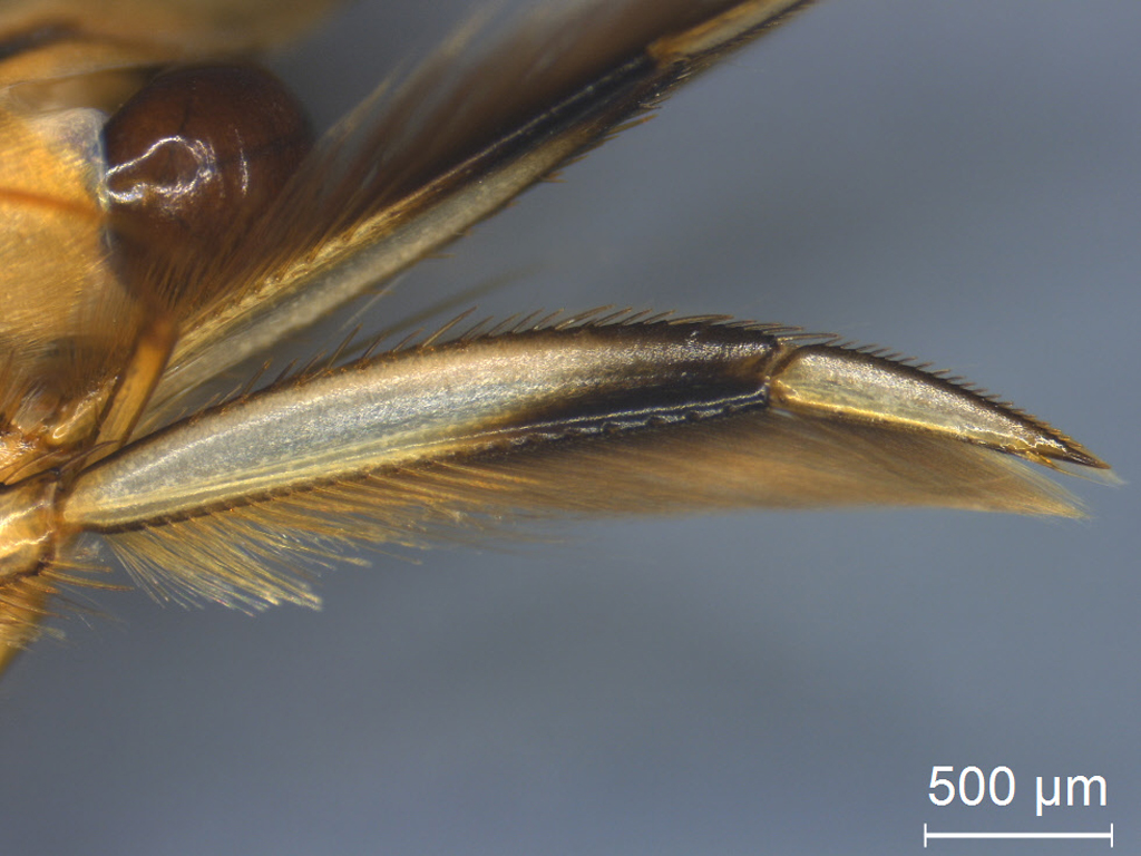 Callicorixa wollastoni